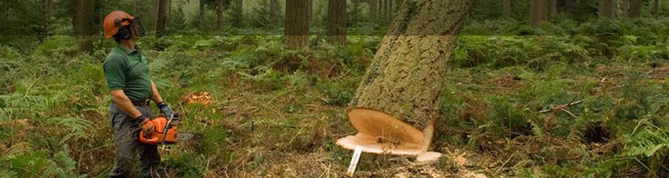 News about Aigas Forest and events in the surrounding area